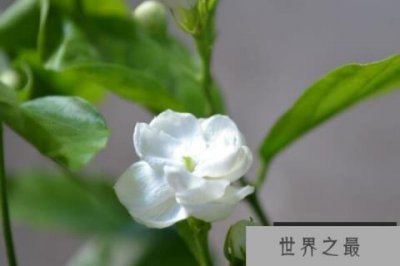 ​可以泡茶的花有哪些？十大常见可以泡茶的花