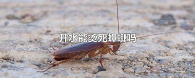 ​可以用开水烫死蟑螂吗 蟑螂开水能烫死吗