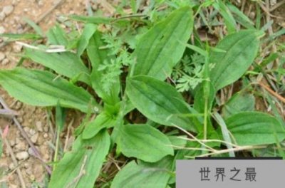 ​中国十大知名植物药材，板蓝根上榜，第三被誉为家庭药箱