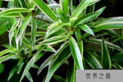 ​最适合家中摆放的四种植物：吊兰和白鹤芋双双入榜