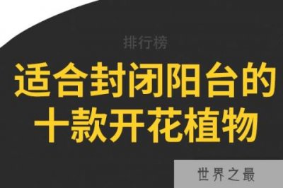 ​适合封闭阳台的十款开花植物，半边黄上榜，第七是中国传统名花之一