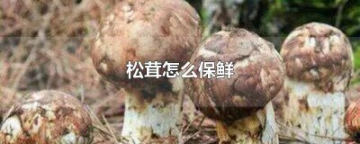 ​松茸怎么冷冻保存比较好 松茸可以直接冷冻保存吗