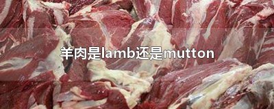 ​lamb羊崽 lamb羊羔