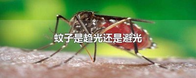 ​蚊子畏光还是趋光 蚊子是趋光性还是避光性