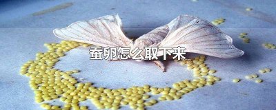 ​怎么把蚕卵从纸上取下来 蚕卵粘住了是怎么取的