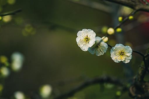 二十四节气惊蛰介绍