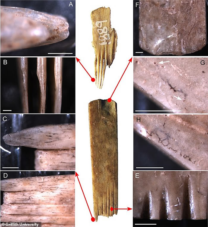 汤加王国发现2700年前由人类和海鸟骨头制成的“纹身工具”