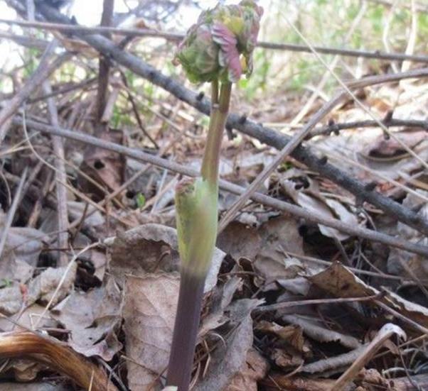 农村这种野菜煮水能治头痛，炒肉天天吃不腻，可能很多人都不知道