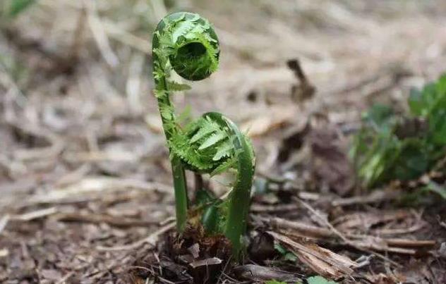 农村这种野菜煮水能治头痛，炒肉天天吃不腻，可能很多人都不知道