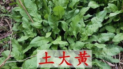 ​农村常见的野菠菜，地下可能有黄金，有5个妙用，人人都能用得上