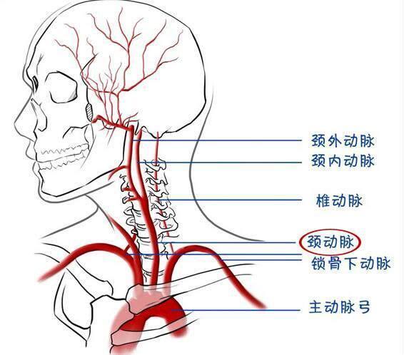 从科学上讲, 上吊过程中忽然不想死了, 还能自救吗?