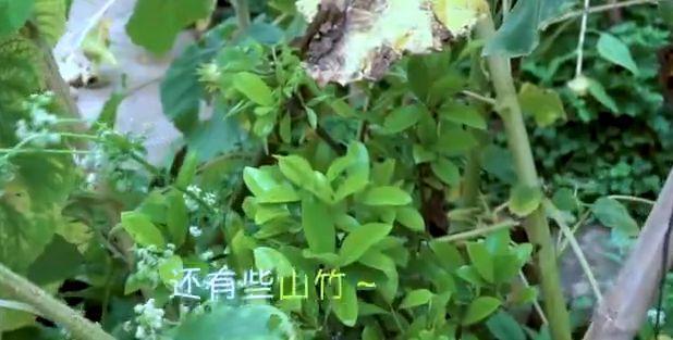 李子柒的后院曝光，看清她种植的食材，网友：向往的生活！