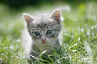 ​世界最小猫皮堡斯被发现，体型仅3个鸡蛋大小