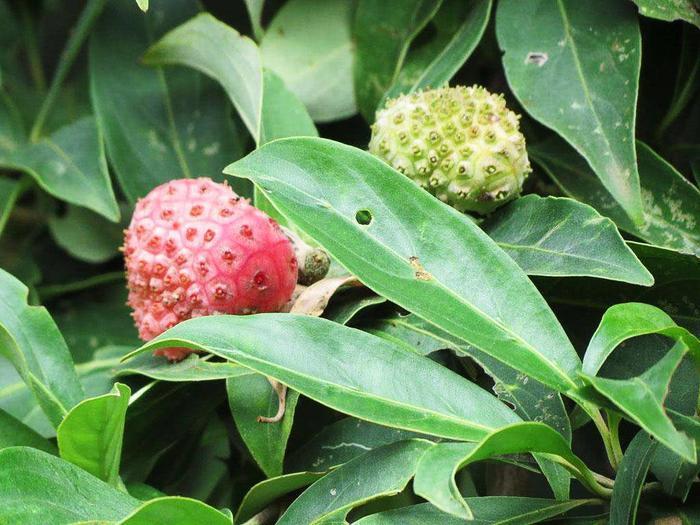 农村里一种奇特的树，开花有4片，果实像荔枝，能治肝炎还能酿酒