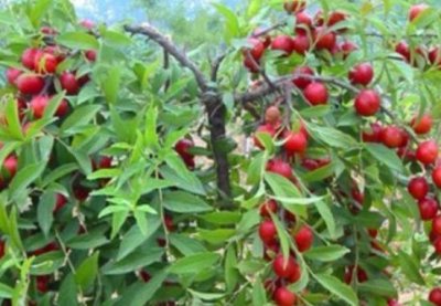 ​农村小伙种植走红的“钙果”，想着种植野果子致富，亏了好几万