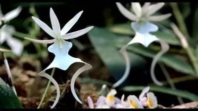 ​世界最贵的“幽灵兰花”，一朵花能换一套房