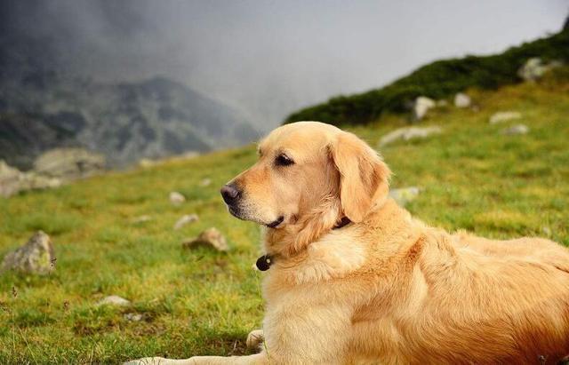 世界十大猎犬排名