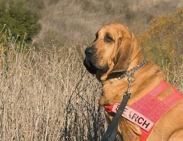 世界十大猎犬排名