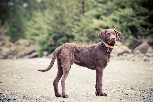 世界十大猎犬排名