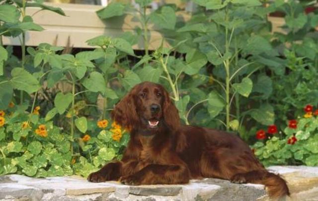 世界十大猎犬排名