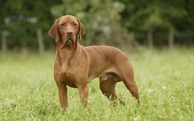 世界十大猎犬排名