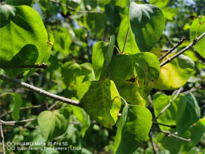 ​丁香花能泡茶喝吗，丁香花泡茶喝的好处