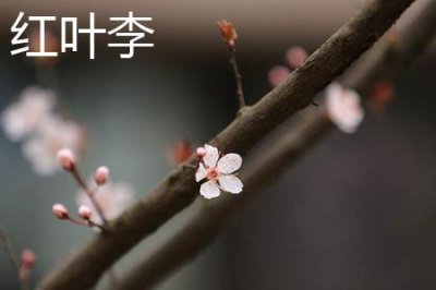 ​红叶李花与樱花的区别