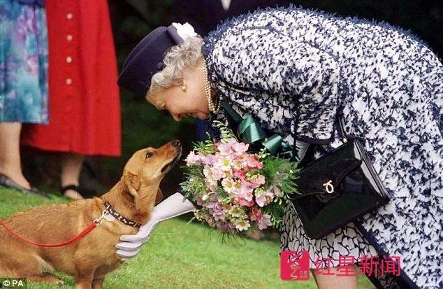 91岁英女王痛失最后一只柯基犬 它曾和007出镜伦敦奥运会