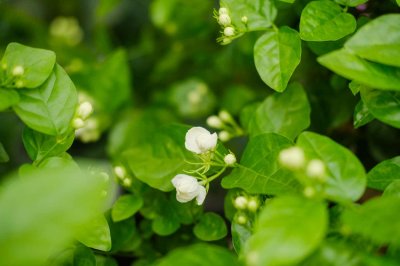 ​茉莉花开了一茬又一茬根本停不下来，香味邻居家都闻得见！