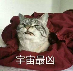 ​盘点十大网红猫排名 红小胖只能排第三