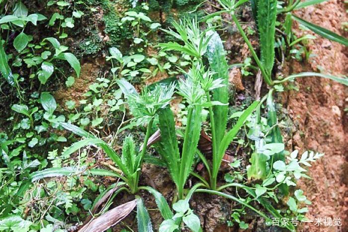 它常被误认成杂草，却是最好吃的“香菜”，人工种植卖20元一斤