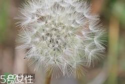 黄花地丁可以泡水喝吗?黄花地丁泡水喝的功效