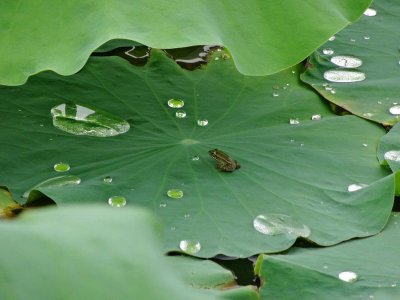 ​水生植物的生长需要什么