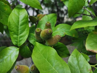 ​盆栽腊梅什么季节换土