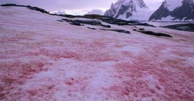 ​西瓜雪之谜?几千年来，红色的西瓜雪一直在展示着自己的瑰丽