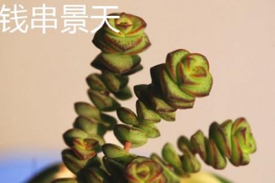 ​钱串景天和小米星的区别