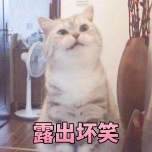 ​猫猫能有什么坏心眼呢是什么梗