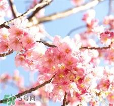 佑天兰樱花限定果冻面膜好用吗?佑天兰樱花面膜怎么样?