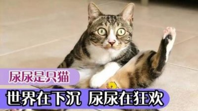 ​猫咪看到刚出生的孩子，眼睛瞪得像铜铃：你怀那么久就生了一个？猫刚出生眼睛