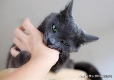 ​宠物猫发烧的症状宠物猫发烧吃什么药？