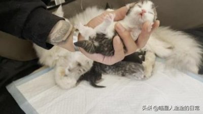 ​猫痤疮 猫痤疮有什么症状？该如何医治？猫痤疮