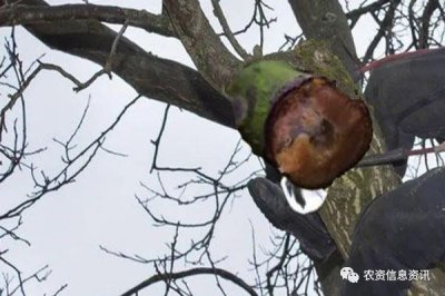 ​核桃有伤口会出现伤流 为什么还有人要把树砍伤砍后管理好才行