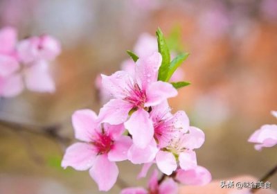 ​阳春春花白酒价格(滨阳春白酒价格是多少)