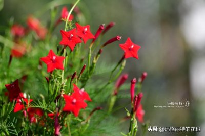 ​科普一下五星花 - 植物笔记