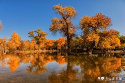 ​探秘中国最美观赏胡杨林，揭秘额济纳旗的独特魅力