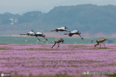 ​中国面积最大的淡水湖-江西鄱阳湖