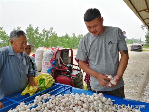 邳州大蒜价格新行情，后劲十足