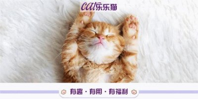 ​世界上最小的猫咪！锈斑猫：“别看我萌，人家可凶着呢！”